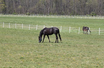 Pasture